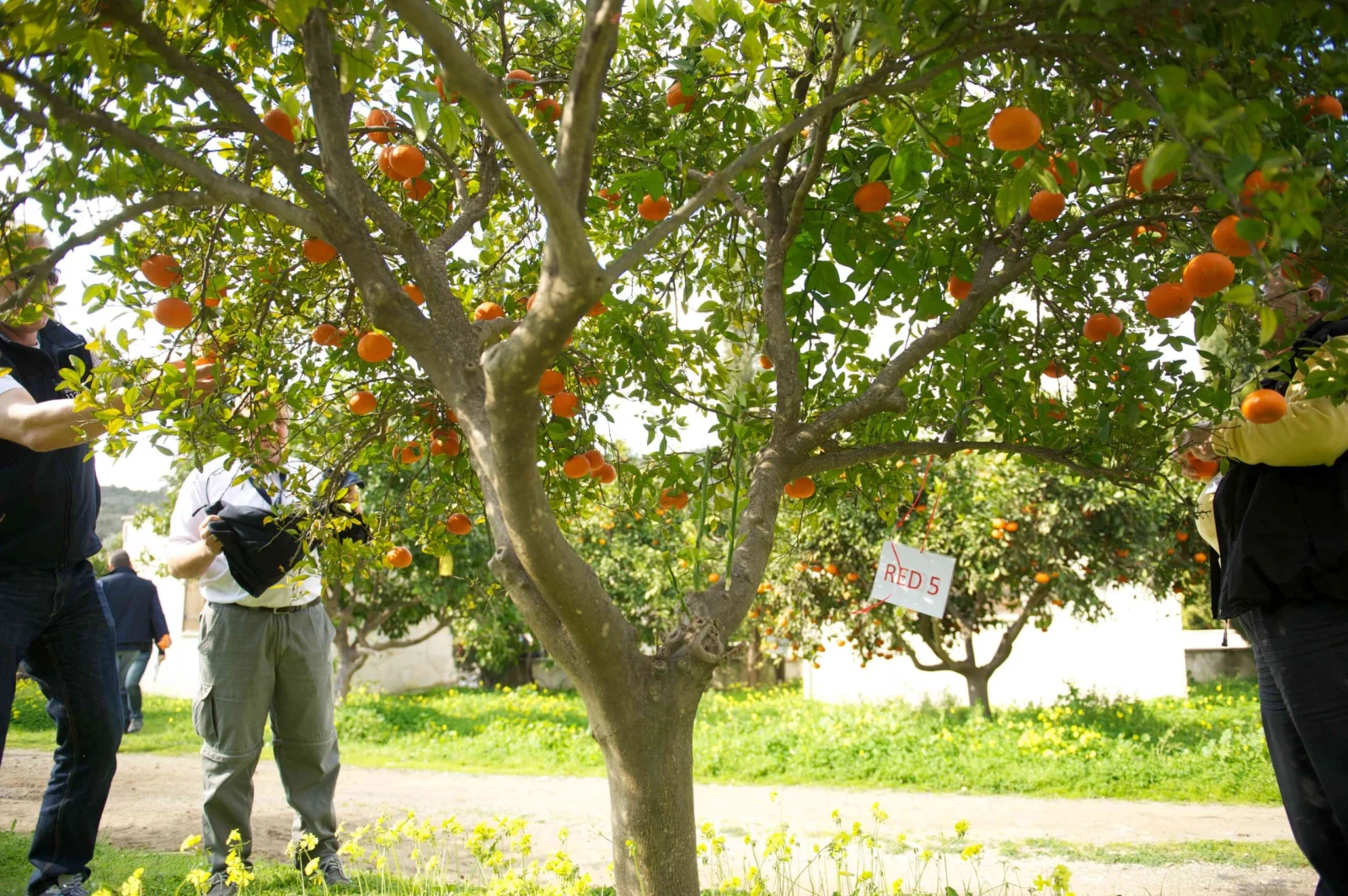 Orange picking squeezing event