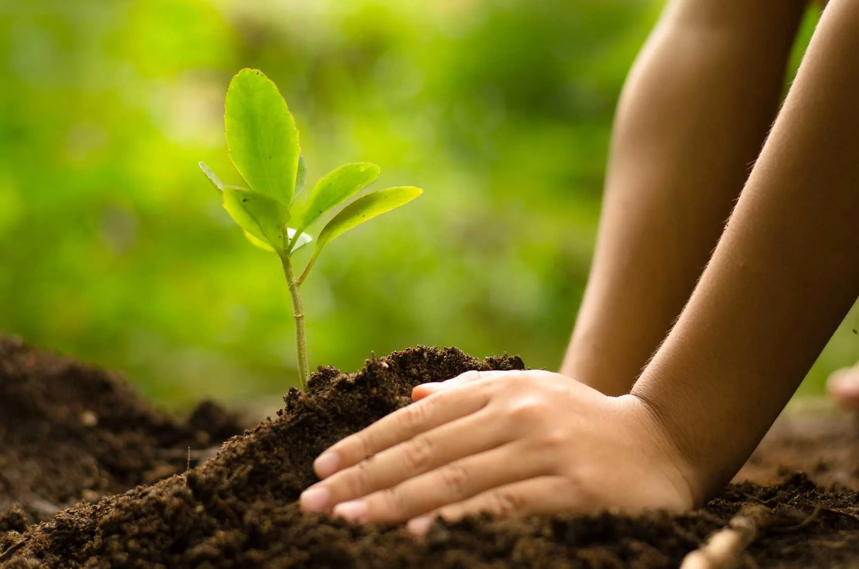 tree planting csr activity